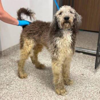 Papyrus -  Standard Poodle and Mixed Breed Dog for Adoption in Gastonia, North Carolina - Papyrus | PetCurious