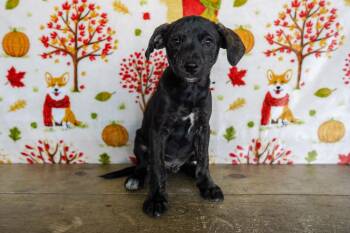 Rescue Collie and Hound Dogs for Adoption in San Antonio, Texas - Oak | PetCurious