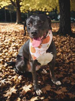 Rescue Black Labrador Retriever and Pit Bull Terrier Dogs for Adoption in Siloam Springs, Arkansas - Black Jack | PetCurious