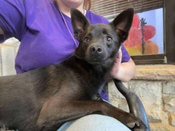 Rescue Chihuahua Dogs for Adoption in Pantego, Texas - Mocha | PetCurious