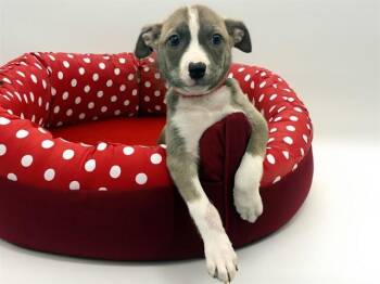 COCOPUFF -  Siberian Husky and Mixed Breed Dog for Adoption in Fort Lauderdale, Florida - COCOPUFF | PetCurious