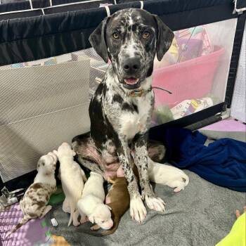 Rescue Catahoula Leopard Dog and Labrador Retriever Dogs for Adoption in Wichita, Kansas - Bluey | PetCurious