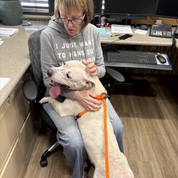 Cali -  Pit Bull Terrier Dog for Adoption in Youngstown, Ohio - Cali | PetCurious