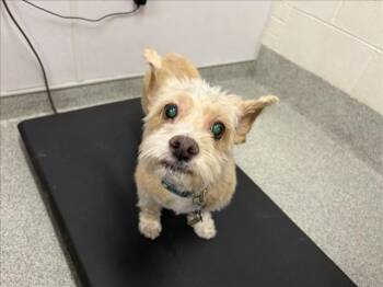 SAMMY -  Cairn Terrier and Yorkshire Terrier Dog for Adoption in Loveland, Colorado - SAMMY | PetCurious