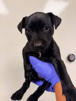 Chihuahua Dogs Available for Adoption - EVEE | PetCurious