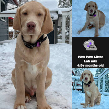 Rescue Labrador Retriever Dogs for Adoption in Kenai, Alaska - Rifle - Pew Pew Litter | PetCurious