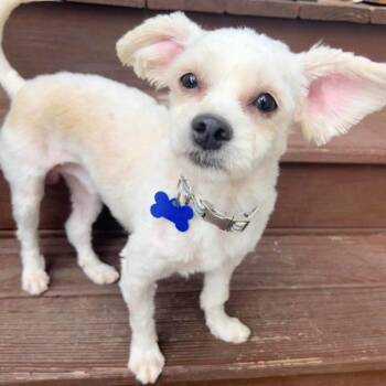 Walter -  Maltese Dog for Adoption in Hillsborough, North Carolina - Walter | PetCurious