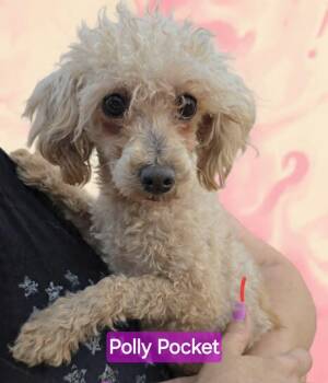 Polly Pocket -  Poodle Dog for Adoption in Wheelersburg, Ohio - Polly Pocket | PetCurious