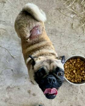 Pug Dogs Available for Adoption in Monticello, New York - Fiona | PetCurious
