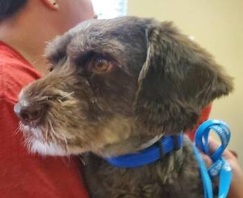 Gem -  Havanese and Poodle Dog for Adoption in Kansas City, Missouri - Gem | PetCurious