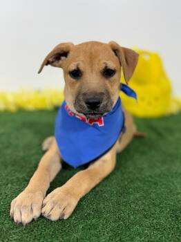 Black Mouth Cur and Labrador Retriever Dogs Available for Adoption in Carlsbad, California - Mallow | PetCurious