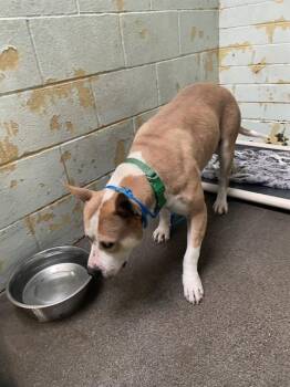 Pit Bull Terrier Dogs Available for Adoption - CHICO | PetCurious