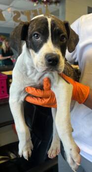 Rescue Boxer and Catahoula Leopard Dog Dogs for Adoption in Greenwood, Mississippi - Atlas | PetCurious