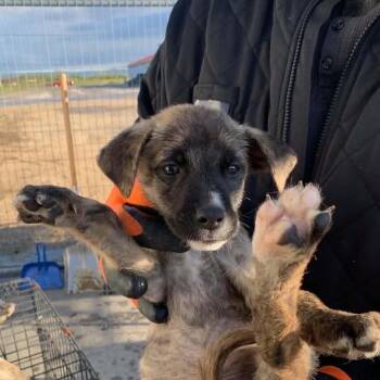 Havoc -  Mixed Breed Dog for Adoption in Woodstock, Ontario - Havoc | PetCurious