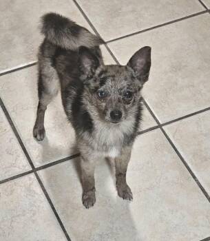 Pomeranian and Chihuahua Dogs Available for Adoption in Jackson, Tennessee - Wolfie | PetCurious