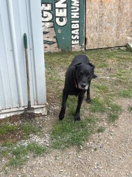 Spike -  Labrador Retriever and Mixed Breed Dog for Adoption in Virginia, Minnesota - Spike | PetCurious
