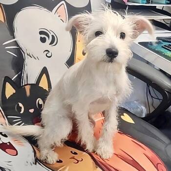 Rascal -  Miniature Schnauzer and Mixed Breed Dog for Adoption in Cedar Park, Texas - Rascal | PetCurious