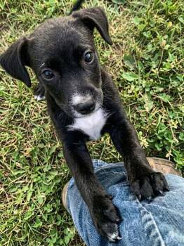 Geanie -  Mixed Breed Dog for Adoption in Taycheedah, Wisconsin - Geanie | PetCurious
