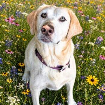 Lily Momma Evergreen -  Yellow Labrador Retriever and Golden Retriever Dog for Adoption in Andover, Massachusetts - Lily Momma Evergreen | PetCurious