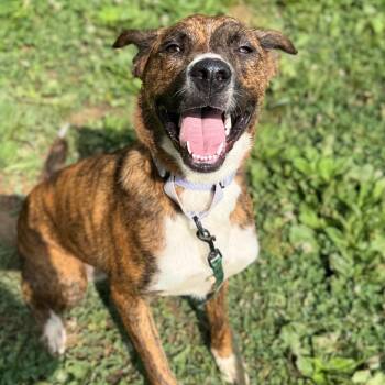 Starrey -  Mixed Breed Dog for Adoption in Fredericksburg, Virginia - Starrey | PetCurious