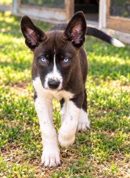 Little Monkey -  Husky Dog for Adoption in Lucas, Texas - Little Monkey | PetCurious