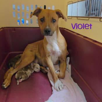 Violet -  American Staffordshire Terrier and Mixed Breed Dog for Adoption in Parkersburg, West Virginia - Violet | PetCurious