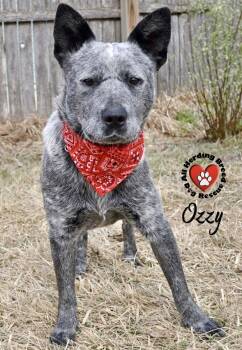 Cattle Dog Dogs Available for Adoption in Joliet, Illinois - Ozzy | PetCurious