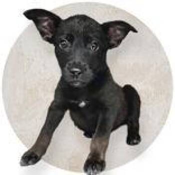 De Vil -  Chihuahua and Labrador Retriever Dog for Adoption in Portsmouth, Ohio - De Vil | PetCurious