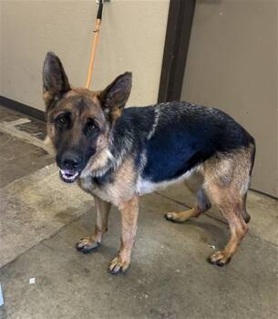 German Shepherd Dog Dogs Available for Adoption in Ontario, California - DAPHNE | PetCurious