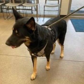 German Shepherd Dog Dogs Available for Adoption in York, Pennsylvania - Myka | PetCurious