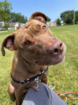 Rescue Labrador Retriever and Pit Bull Terrier Dogs for Adoption in Highland-on-the-lake, New York - Bridget | PetCurious