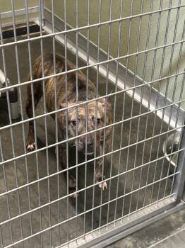 Brooster -  Pit Bull Terrier Dog for Adoption in Gautier, Mississippi - Brooster | PetCurious