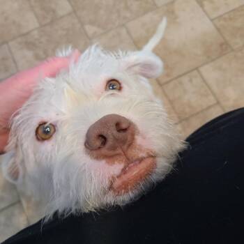 Wheaten Terrier and Mixed Breed Dogs Available for Adoption - Vecna | PetCurious