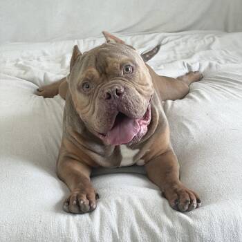 Perfect Tank -  American Bully Dog for Adoption in Burlington, North Carolina - Perfect Tank | PetCurious