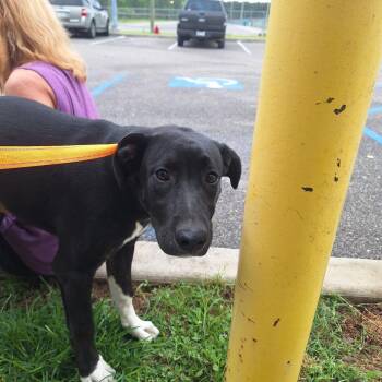 Labrador Retriever and Pit Bull Terrier Dogs Available for Adoption in Gautier, Mississippi - Pinto Bean | PetCurious