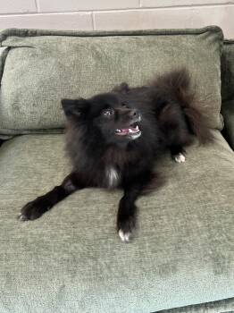 Pomeranian Dogs Available for Adoption in Peconic, New York - Maya | PetCurious