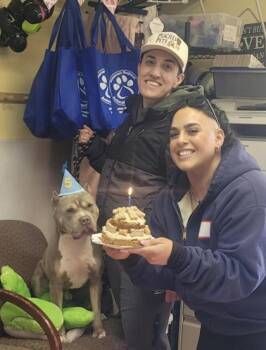 Froggy -  American Staffordshire Terrier and Mixed Breed Dog for Adoption in Bridgewater, New Jersey - Froggy | PetCurious