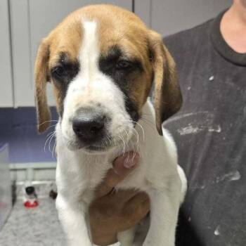 Cabbage -  Hound Dog for Adoption in Springboro, Ohio - Cabbage | PetCurious