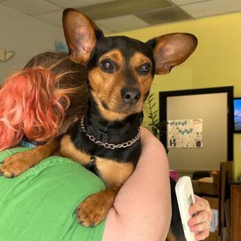 Mixed Breed Dogs Available for Adoption in Davenport, Iowa - Possible Pablo | PetCurious