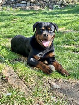 Rottweiler Dogs Available for Adoption in Brewster, New York - Remi The Rottie | PetCurious