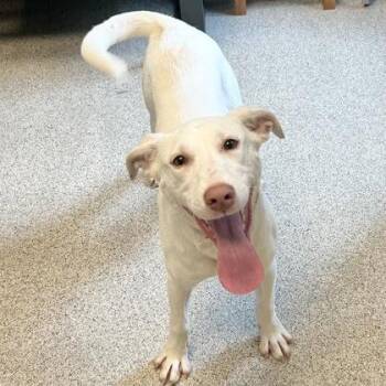 Tonya -  Mixed Breed Dog for Adoption in Lansing, Michigan - Tonya | PetCurious