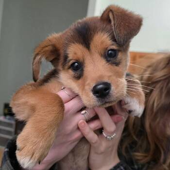 Mo -  Mixed Breed Dog for Adoption in Woodstock, Ontario - Mo | PetCurious