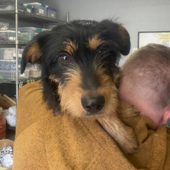 Mixed Breed Dogs Available for Adoption - Freddie Mercury Stray Hold 3/1 | PetCurious