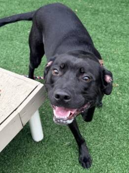 Lucas -  Mixed Breed Dog for Adoption in Cincinnati, Ohio - Lucas | PetCurious