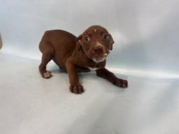 Osceloa -  Labrador Retriever and Mixed Breed Dog for Adoption in Woodbury, Minnesota - Osceloa | PetCurious