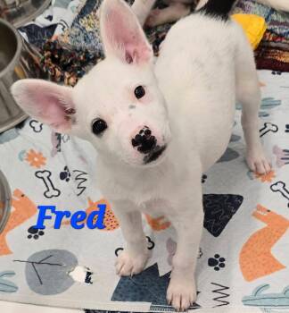 Australian Cattle Dog Blue Heeler Dogs Available for Adoption in Mingus, Texas - Fred | PetCurious