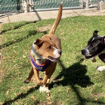 Rescue Mixed Breed Dogs for Adoption in Murray, Utah - May | PetCurious
