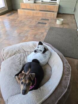 Australian Cattle Dog Blue Heeler and Pit Bull Terrier Dogs Available for Adoption in Fort Collins, Colorado - Tony | PetCurious