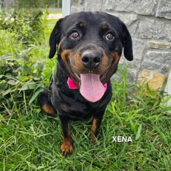 Xena -  Rottweiler Dog for Adoption in Madisonville, Tennessee - Xena | PetCurious