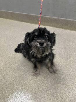 Shih Tzu Dogs Available for Adoption - DINO | PetCurious